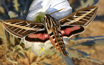 Nighttime pollinator white-lined sphinx (<em>Hyles lineata</em>), seen here pollinating a pale evening primrose flower, rely on scent-based cues to locate flowers